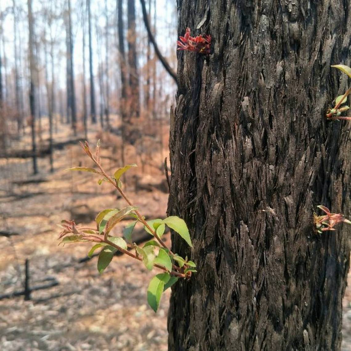 Australia vuelve a florecer.