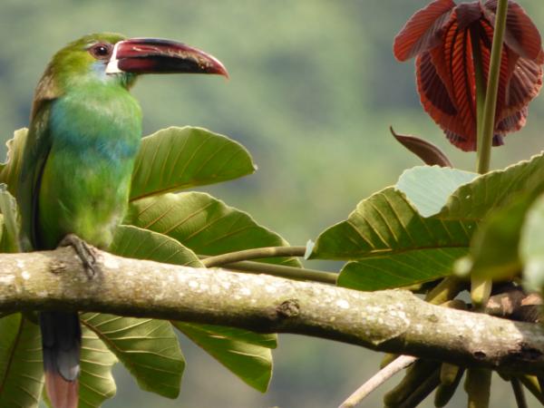 Colombia es el país de las aves