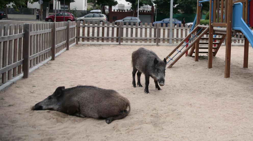 LOS ANIMALES RETOMAN SUS TERRITORIOS