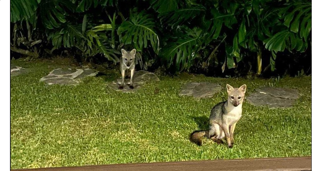 LA NATURALEZA VIVA QUE HABITA EN EL VALLE DE ABURRÁ
