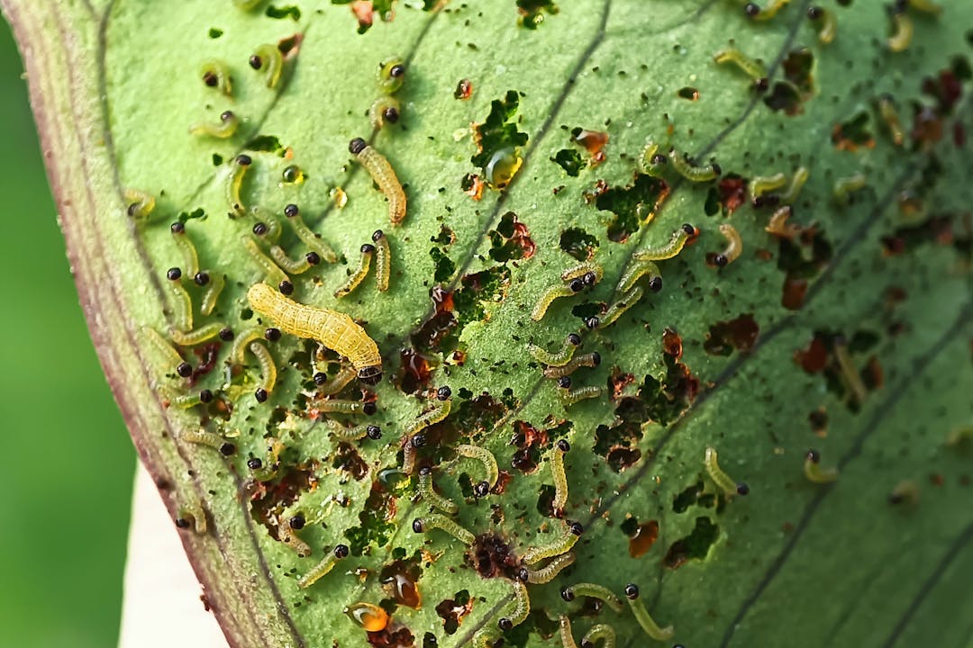 ¿Por qué no usamos a los gusanos come-plástico para resolver la crisis del plástico?